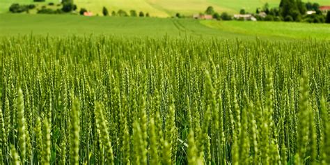 Wheat Farming In Kenya - A Comprehensive Guide For Farmers In 2024