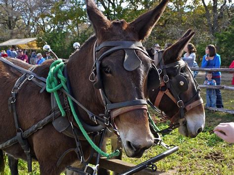 mule plow | Flickr - Photo Sharing!