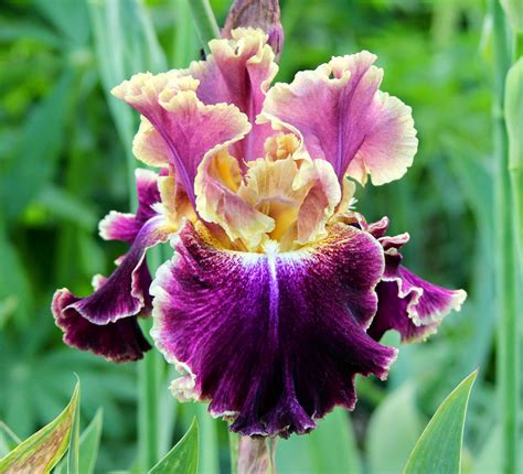 TALL BEARDED IRIS IN THE GARDEN, MAY 20, 2014 - Sowing the Seeds