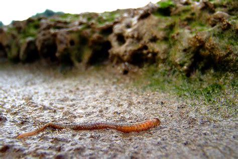 Worms seen farming plants to be eaten later for the first time | New ...