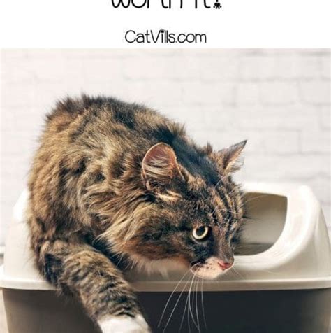 5 Skoon Cat Litters for Happy Cats and Clean Homes