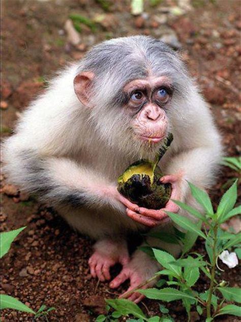 Pinky, is the first albino chimpanzee ever seen,photographed in her Sierra Leone sanctuary ...