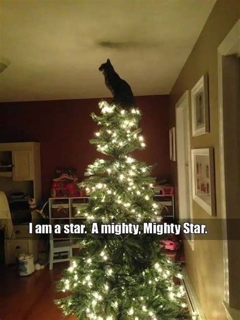 Cats and Christmas Tree - 28 Pics – FunnyFoto | Cat memes, Crazy cats ...