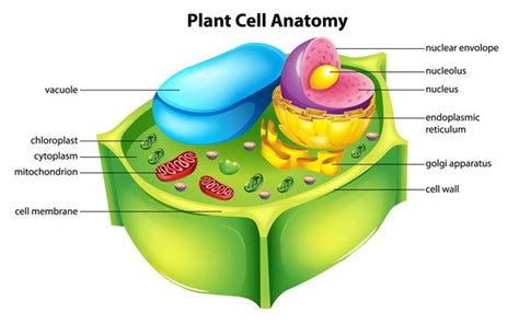 What Does A Vacuole Look Like