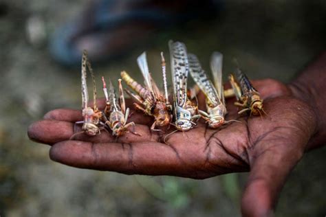 An Epic Locust Swarm In Africa (15 pics) - Izismile.com