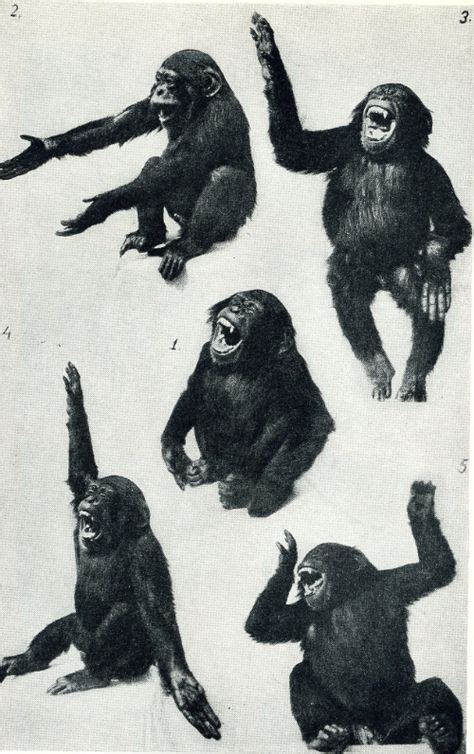 63 Best vintage monkey prints ideas | monkey print, monkey, prints