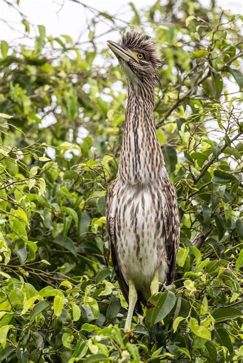 Juvenile Nankeen Night Heron in Queensland Australia Stock Photo - Image of night, animal: 243634766