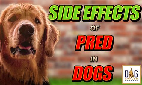 Side Effects of Prednisone in Dogs │ Dr. Demian Dressler Q&A