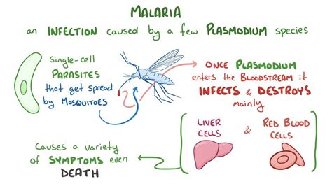 Plasmodium Malariae Diagram