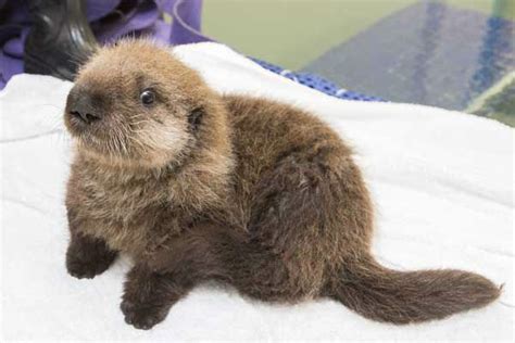 PHOTOS: Sea Otter Pup 681 at Shedd Aquarium | KABC7 Photos and ...