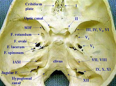 Hypoglossal canal - Wikipedia