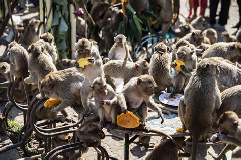 Primate banquet: Lopburi Monkey Festival celebrates reopening | Daily Sabah