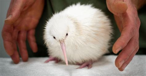 The first white kiwi bird died in captivity