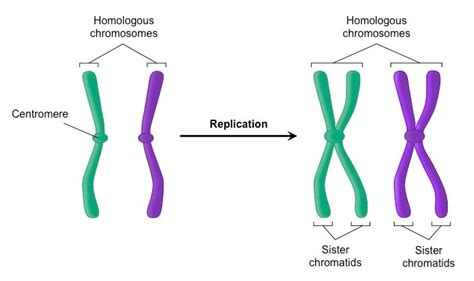 Homologous Chromosomes Diagram