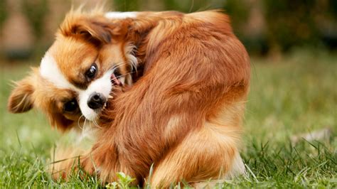 10+ Must-Know Dog Flea Symptoms + How to Quickly Spot Fleas at Home - DogVills