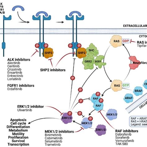 ALK mutations and their impact on the efficiency of ALK inhibitors | Download Scientific Diagram