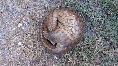 Persona Non Grata: China Still Uses Pangolin Scales in Medicine