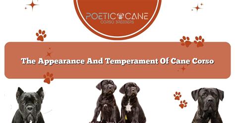 The Appearance And Temperament Of Cane Corso - Poetic Cane Corso Breeders