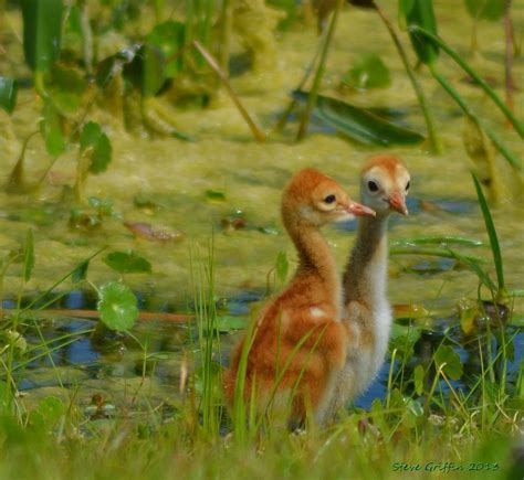 Sandhill Crane chicks 1 Photograph by Steve Griffin