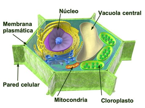 Célula Vegetal: qué es, partes y funciones - Enciclopedia Significados