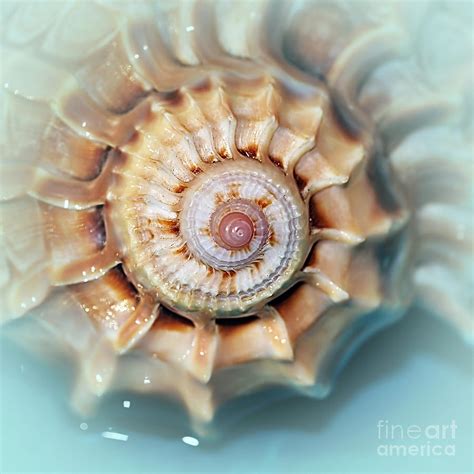 Spiral Seashell Drawings