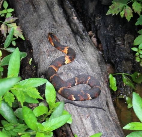 Broad-banded Water Snake (Reptiles & Amphibians of the Houston Arboretum & Nature Center ...