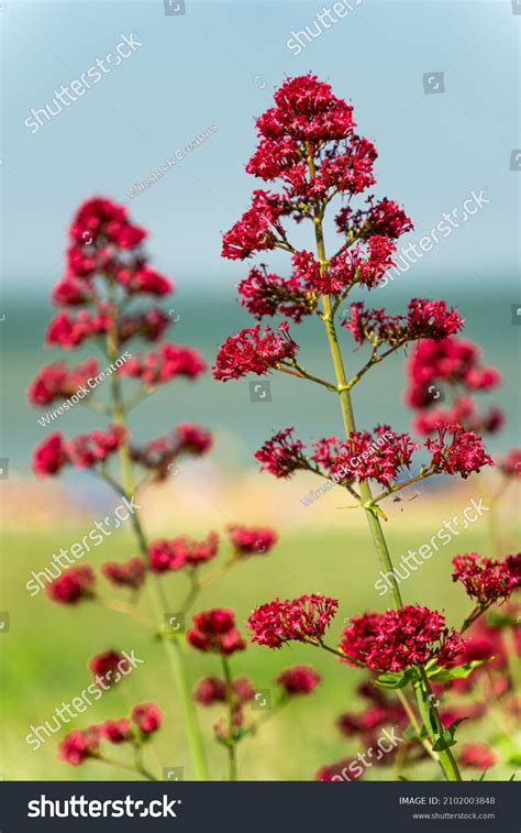 1,323 Red Valerian Flower Images, Stock Photos & Vectors | Shutterstock