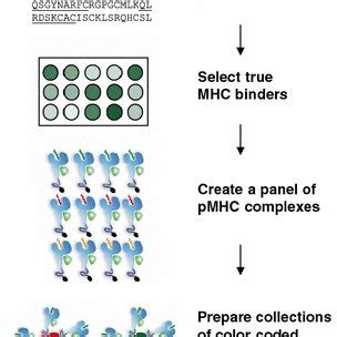 Schematic overview of ‘high-throughput’ T cell epitope mapping. The... | Download Scientific Diagram