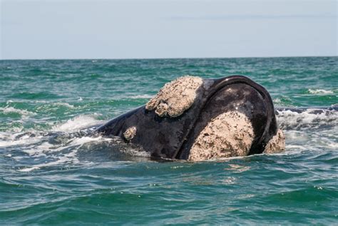 Whales Get Giant Lice and It's Terrifying