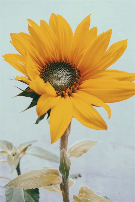 Download Yellow Sunflower Aesthetic Wallpaper | Wallpapers.com