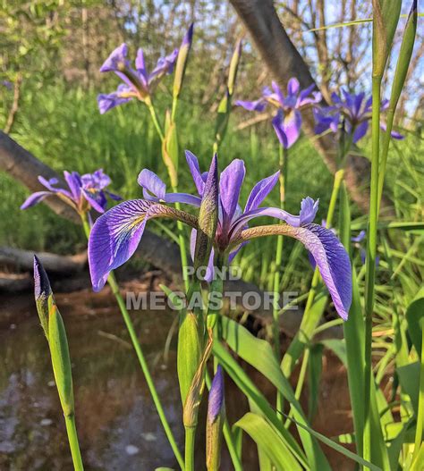 Blue Flag Iris Native Pond Plant– Pond Megastore