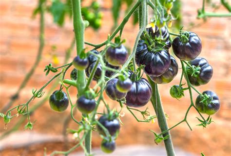 New GMO Alert: Purple tomato recently approved for U.S. import and ...