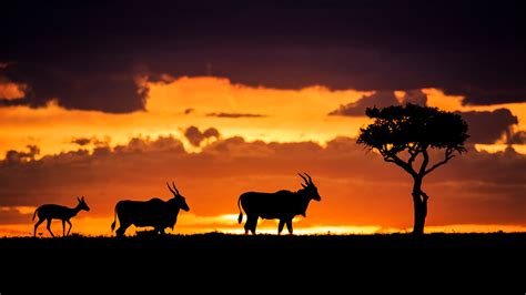 Wildlife Photography in Kenya Video Download | Outdoor Photography Guide