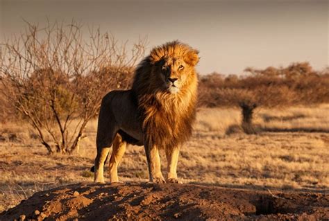 Botswana's Kalahari Desert - Naturetrek