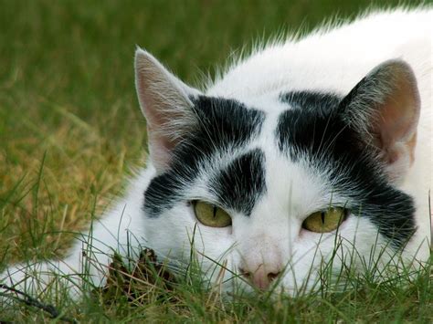 Table for One: Cat Grass Now Being Served - Pet Care Corner | Cat grass ...