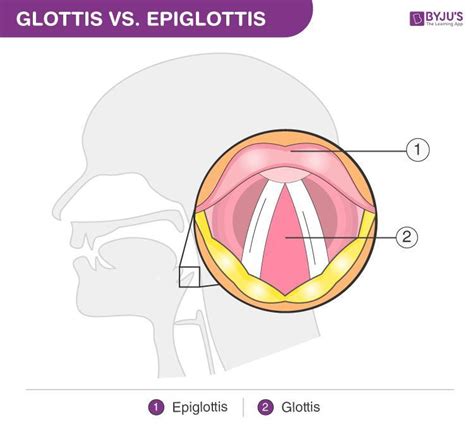 What is the difference between glottis and epiglottis.Give a diagram. - Brainly.in