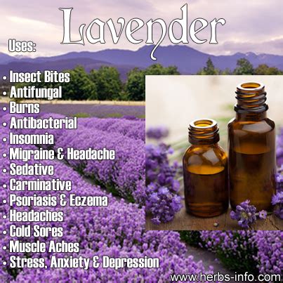 Lavender