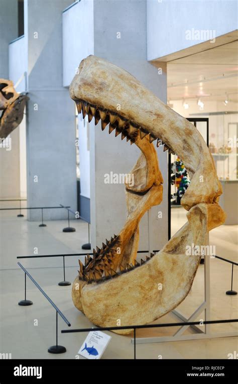 Jaws & Teeth of a Megalodon, Carcharocles megalodon, an Extinct Giant Shark on Display at the ...