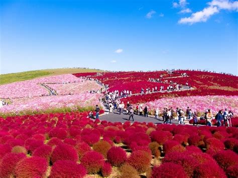 Hitachi Seaside Park, Japan | 20 Unbelievably beautiful places.