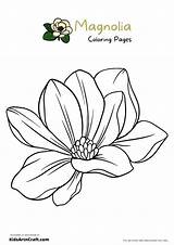 Magnolia Coloring Pages For Kids – Free Printables  Art & Craft sketch template