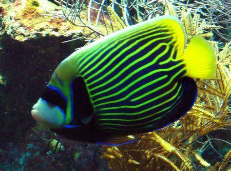 Emperor angelfish: Habitat, care, reproduction and more...