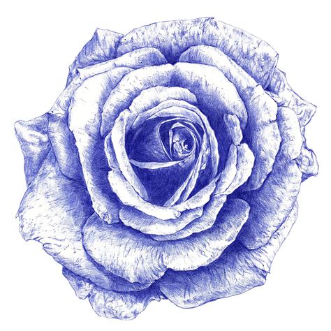 Blue Roses Drawings