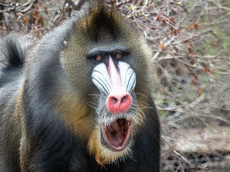 Mandrill - Denver Zoo