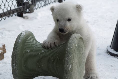 This Adorable Polar Bear Cub Just Discovered Snow