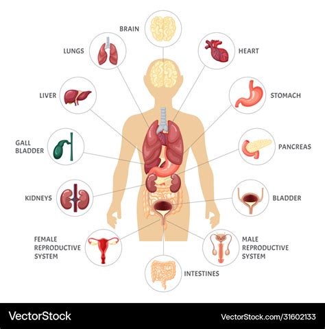 Human body internal organs infographics Royalty Free Vector