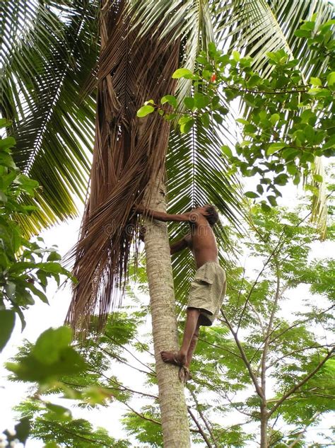 Man climbing coconut tree stock photo. Image of poverty - 1014632