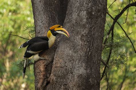 Great Hornbill | Bubo Birding