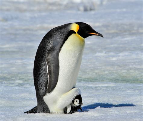 Antarctica’s emperor penguin officially listed as endangered - Earth.com