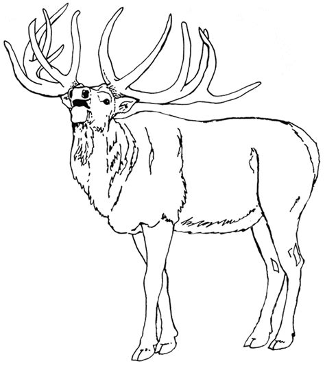 Elk Drawing Color