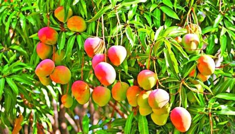 mango trees 🌴 | Mango tree, Mango plant, Indoor fruit trees